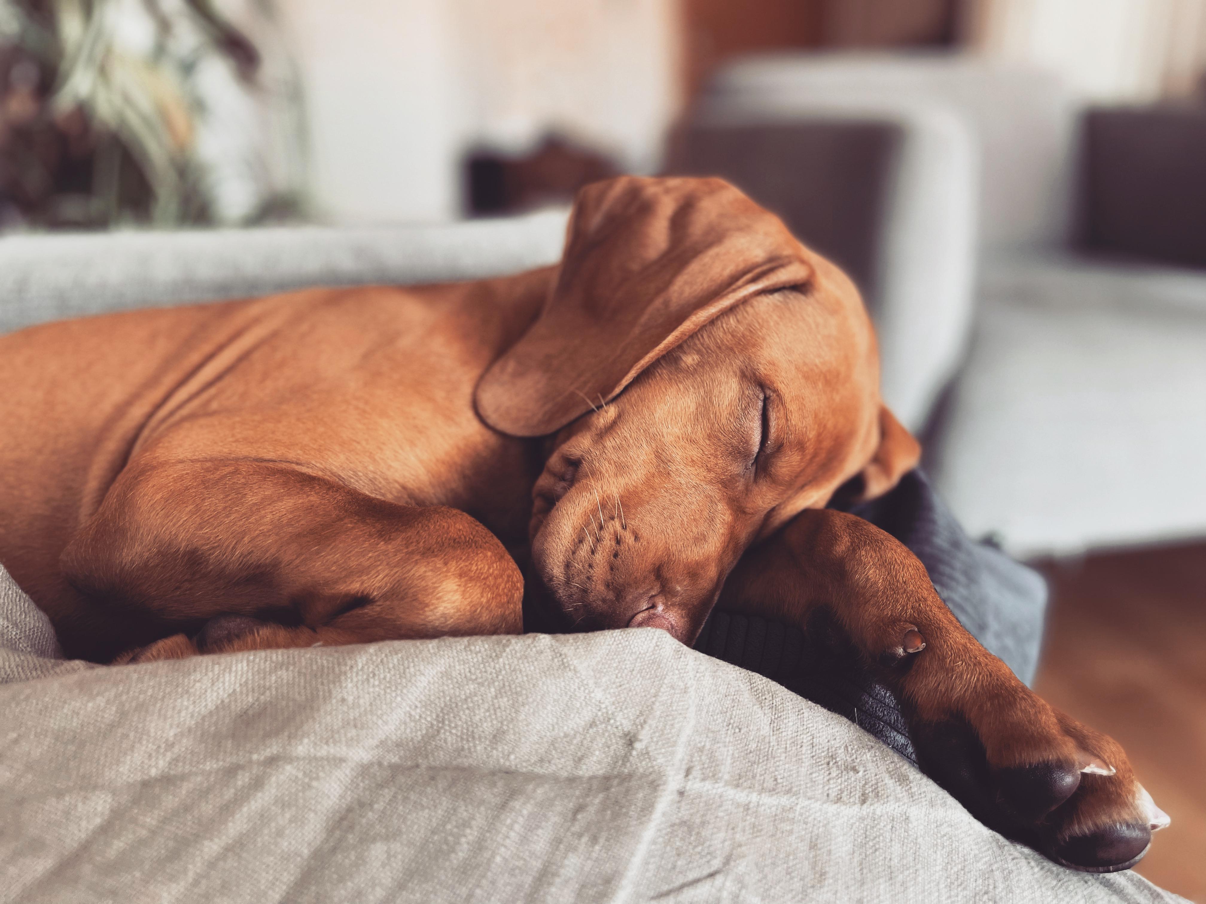 Opie